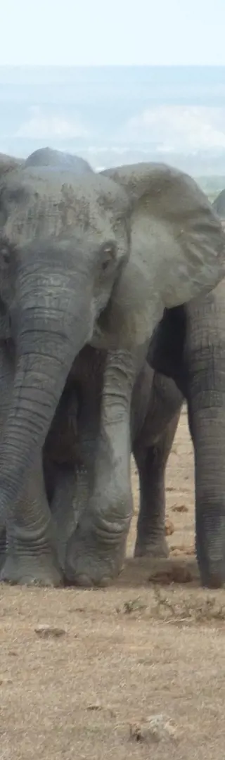 Addo National Park